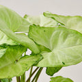 Syngonium White Butterfly - 3 inch pot