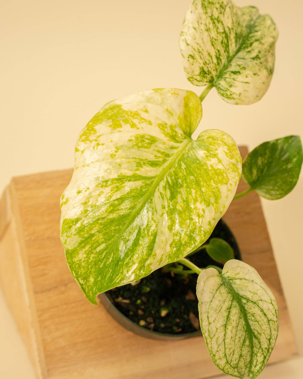 Monstera Mint in 4" Pot - New Leaves Emerging Minty Green