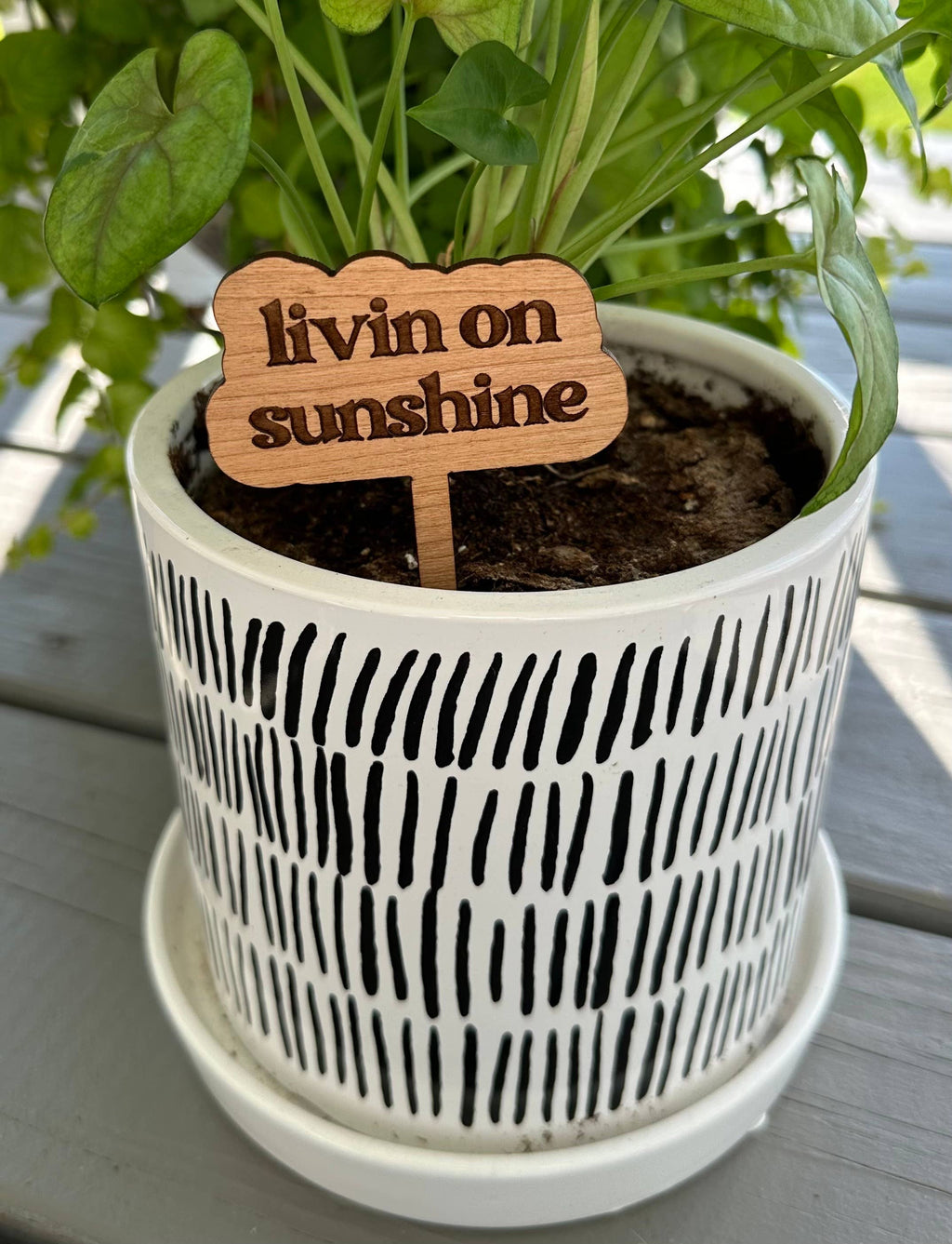New Plant Sayings Word Bubbles Funny Plant Stakes