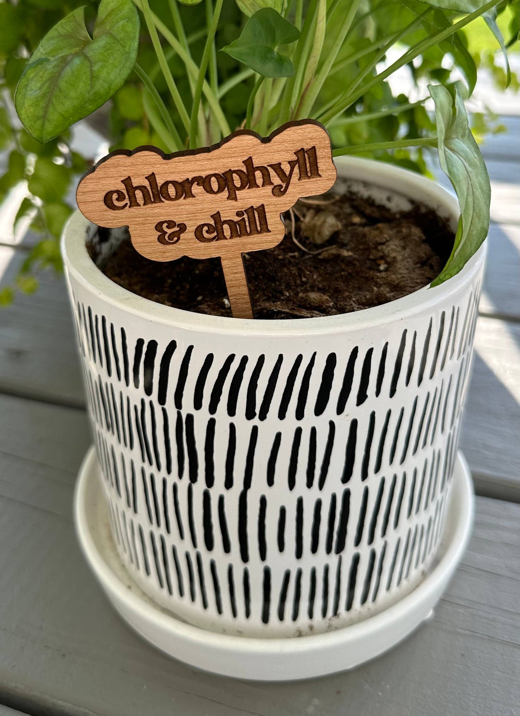 New Plant Sayings Word Bubbles Funny Plant Stakes