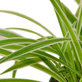 Spider Plant Reverse Variegation - 3” Pot