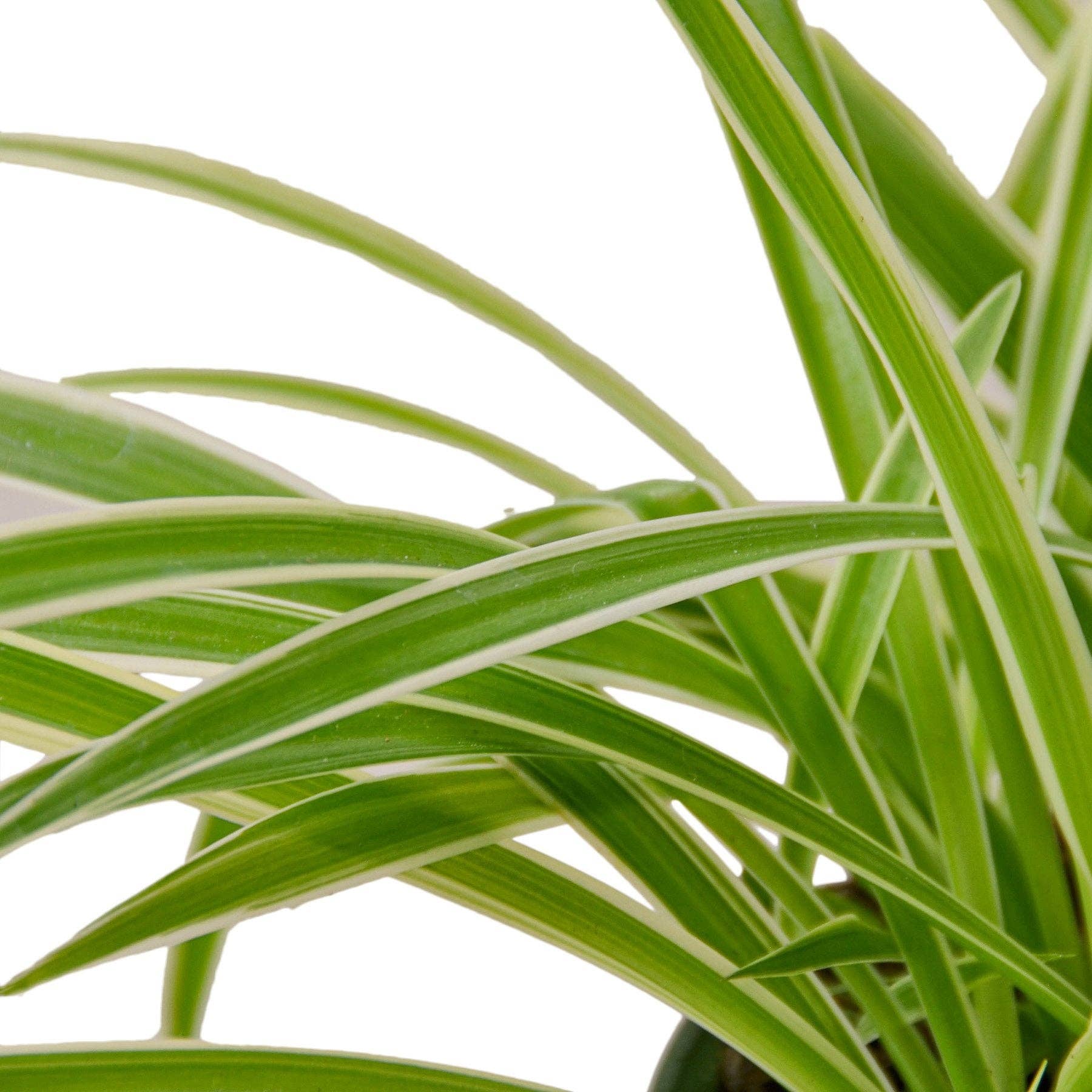 Spider Plant Reverse Variegation - 3” Pot