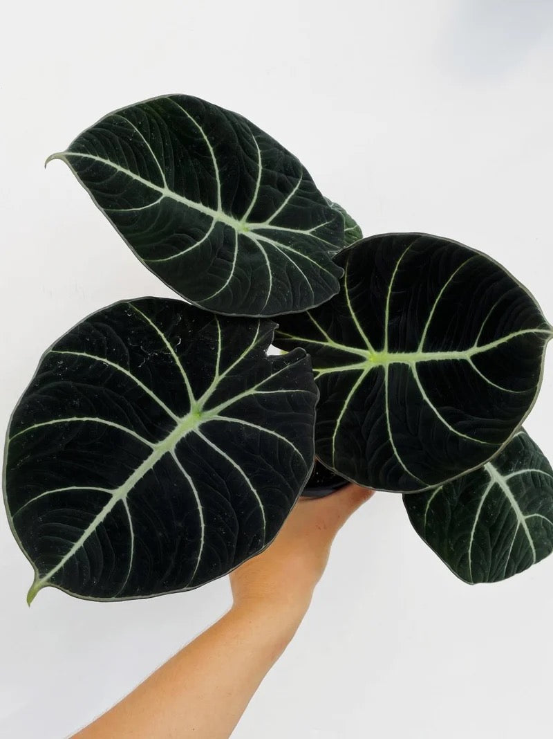 Alocasia reginula 'Black Velvet' - 4” Pot - Stunning black velvet leaves