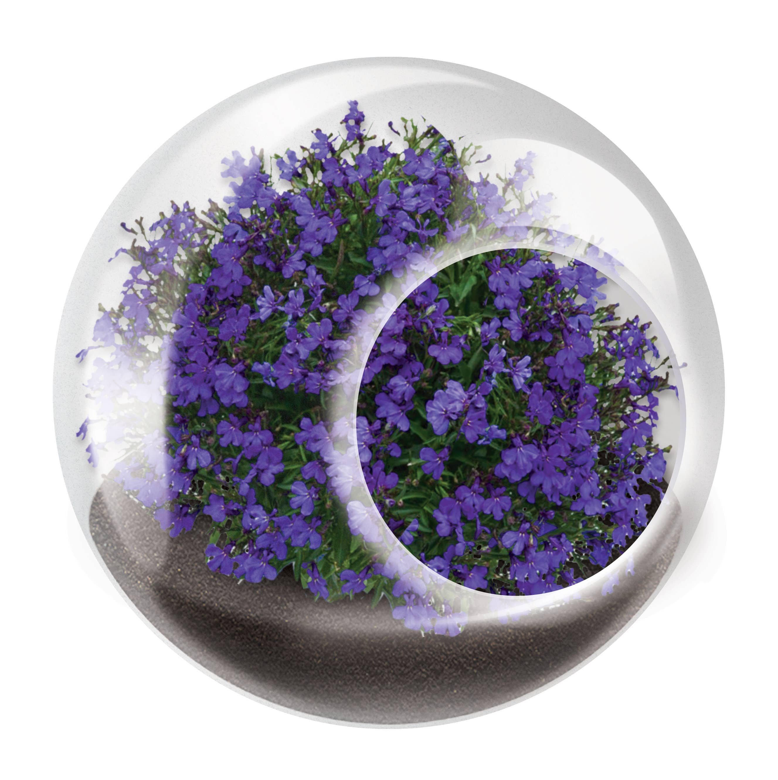 The World's Smallest Terrarium