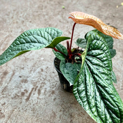Anthurium radicans x luxurians - Exotic Indoor Plant - 4” Pot