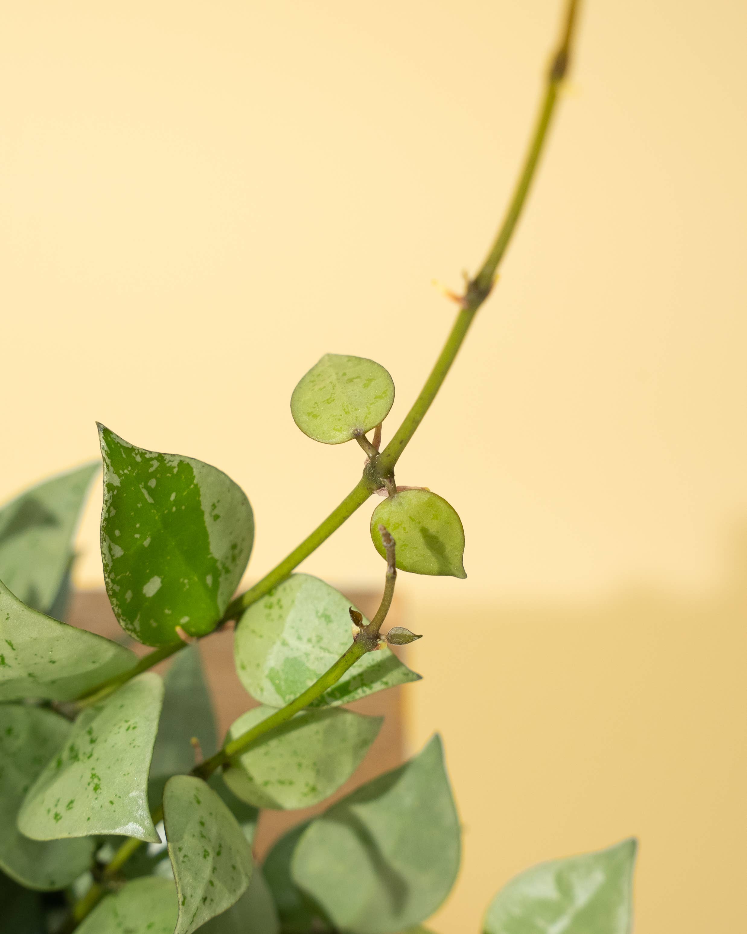 Hoya Krohniana Eskimo Super Silver 4" Pot Rare Plant