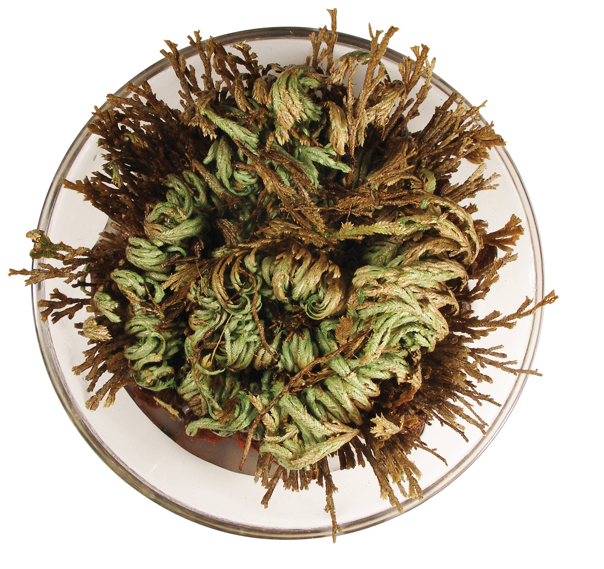 Resurrection Plant