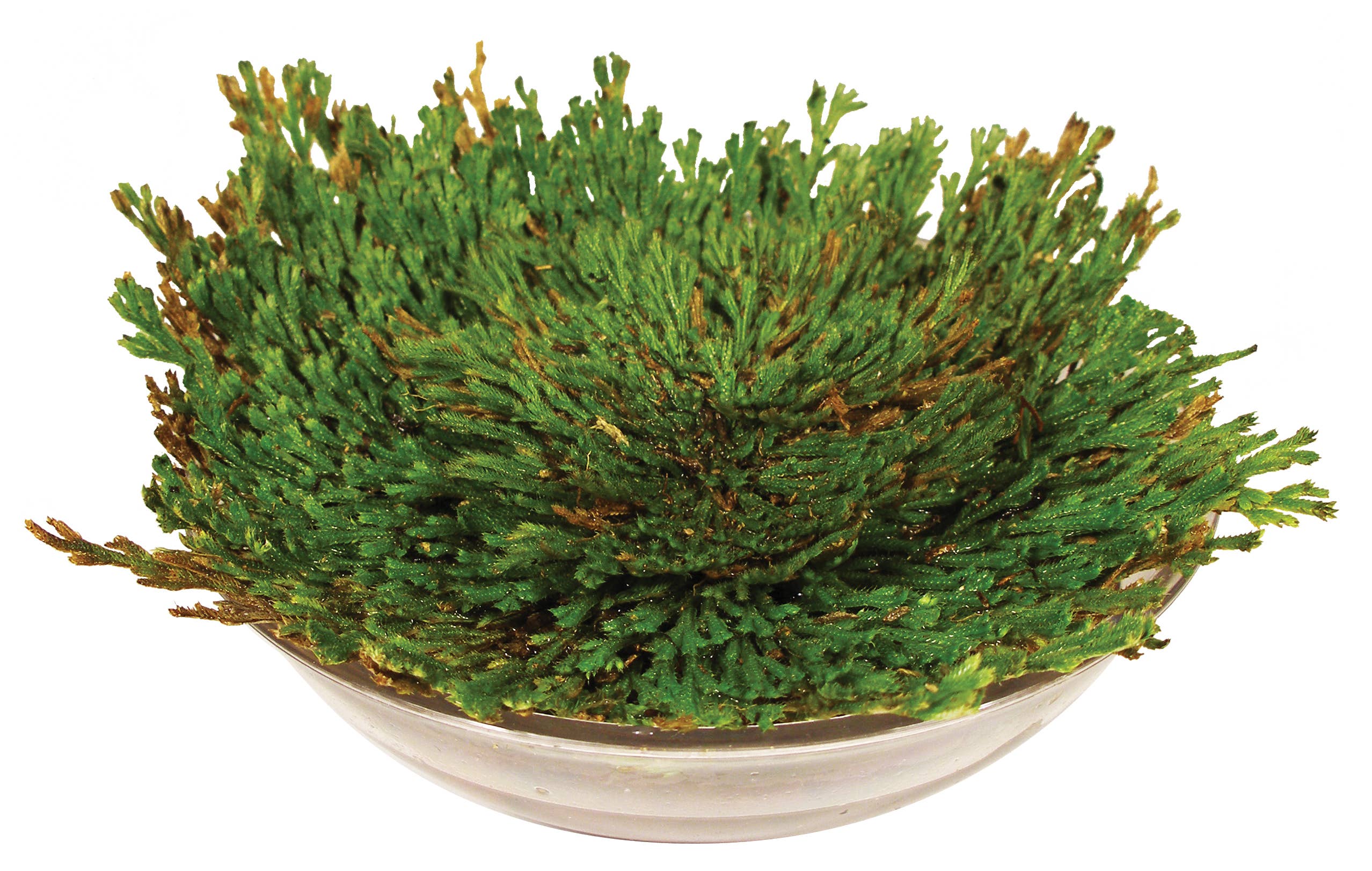 Resurrection Plant