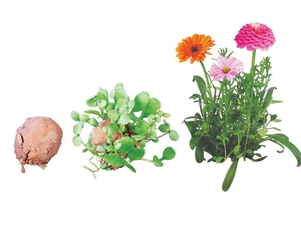 Seed Stones - Flower Seed Bombs