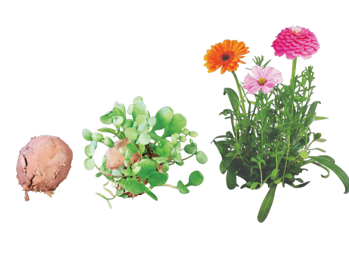 Seed Stones - Flower Seed Bombs