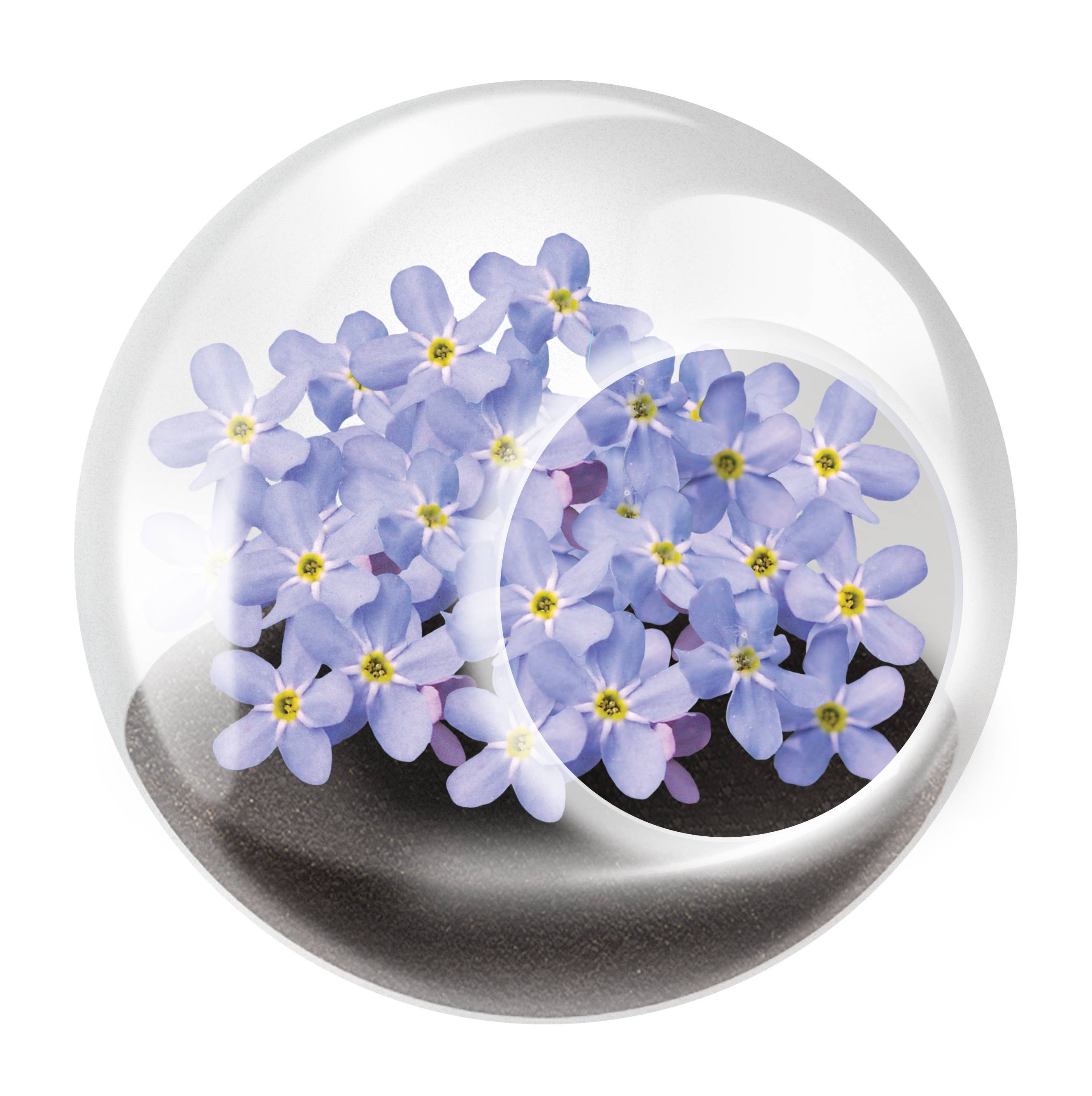 The World's Smallest Terrarium