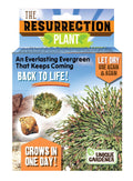 Resurrection Plant