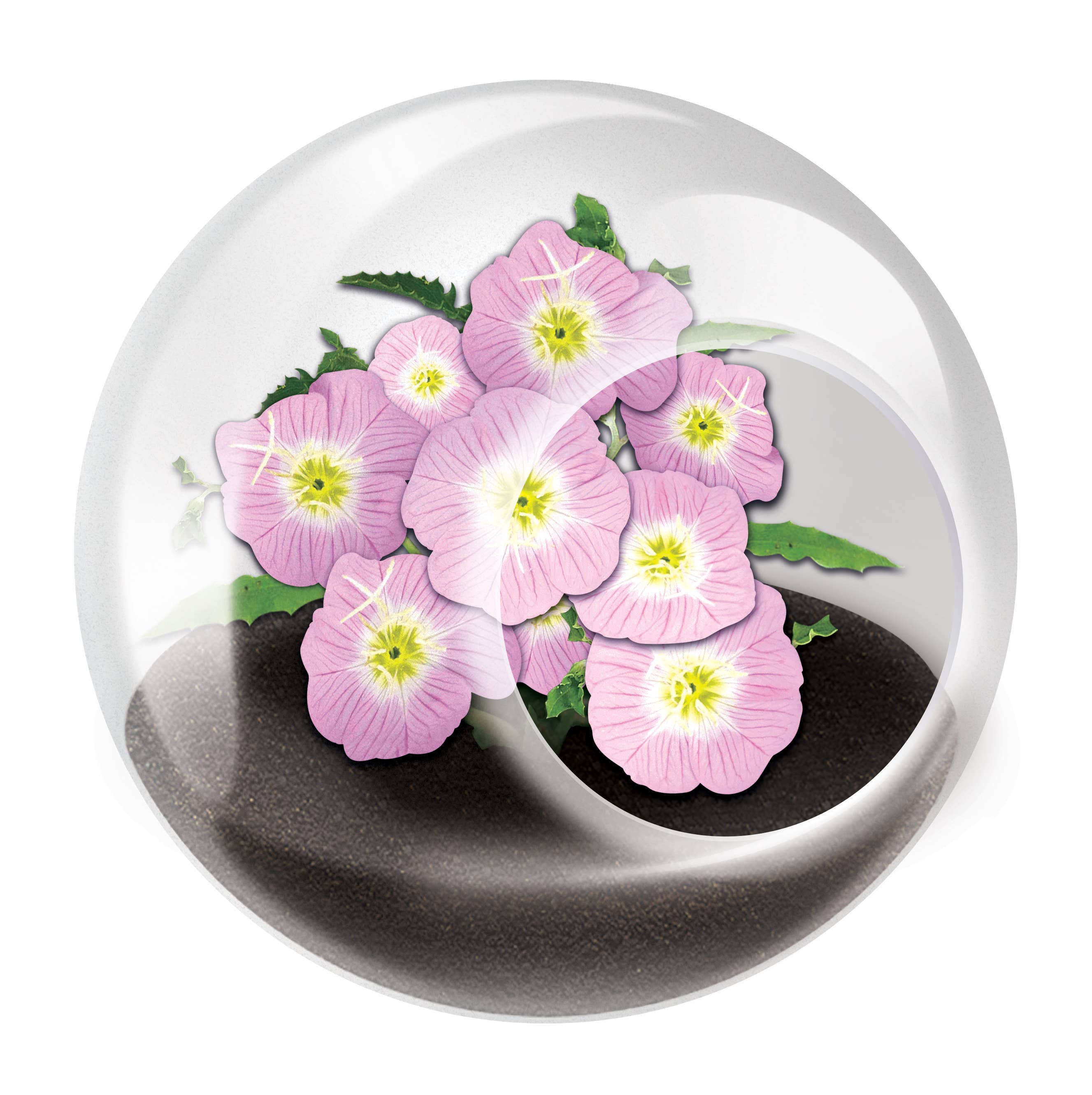 The World's Smallest Terrarium
