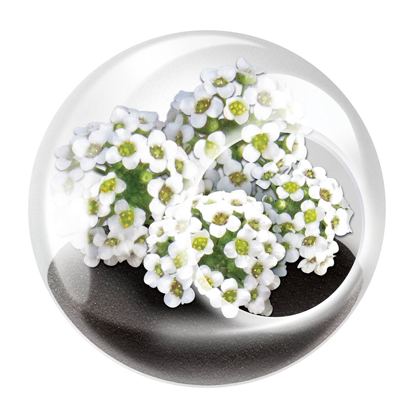 The World's Smallest Terrarium