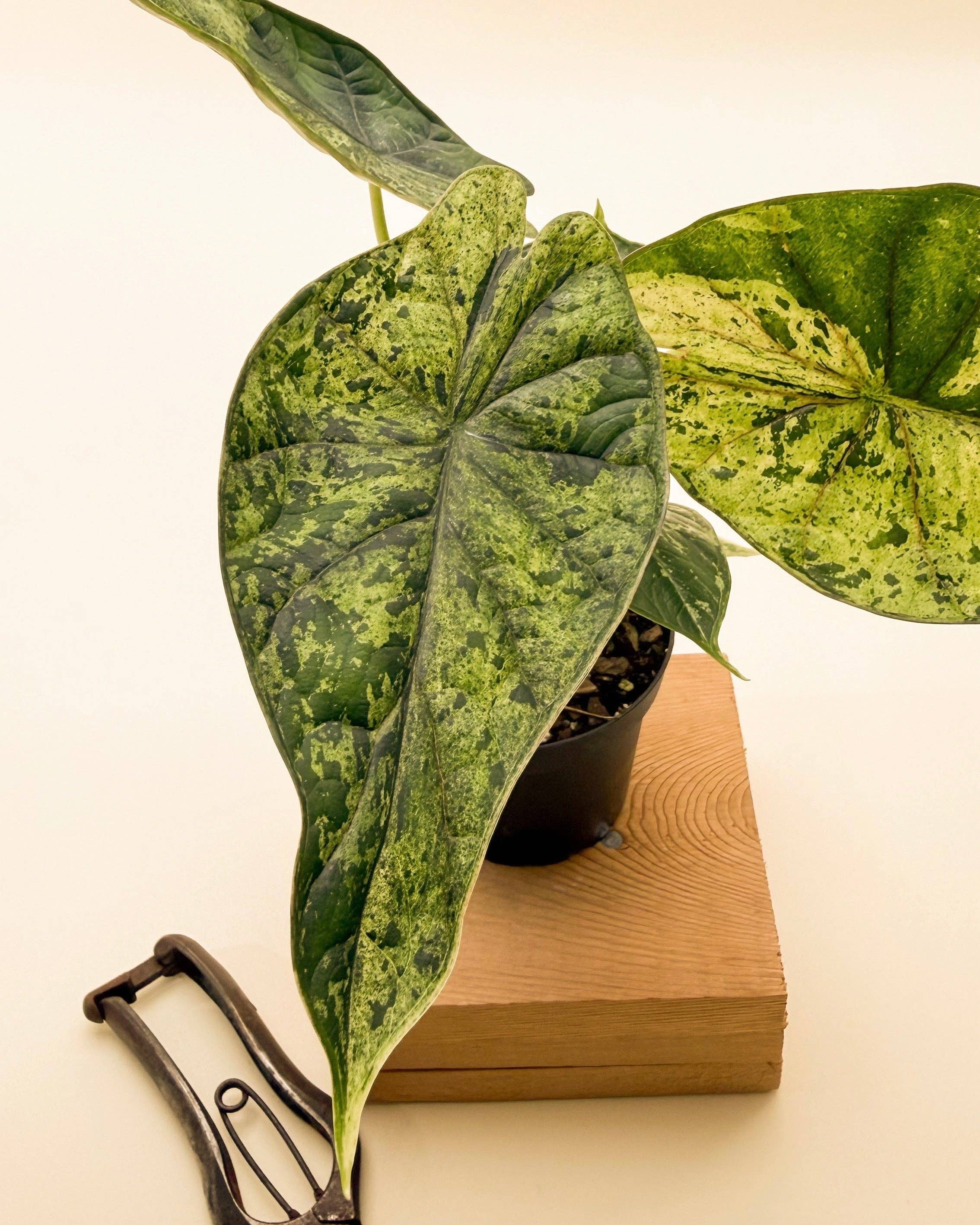 Variegated Alocasia 'Green Dragon Scale Mint' - 4” Pot