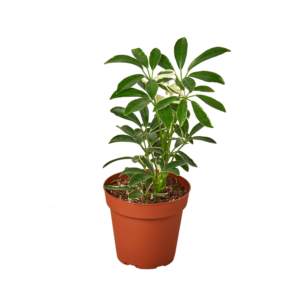 Schefflera Moondrop - the Umbrella Tree - 4-inch pot