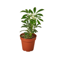 Schefflera Moondrop - the Umbrella Tree - 4-inch pot