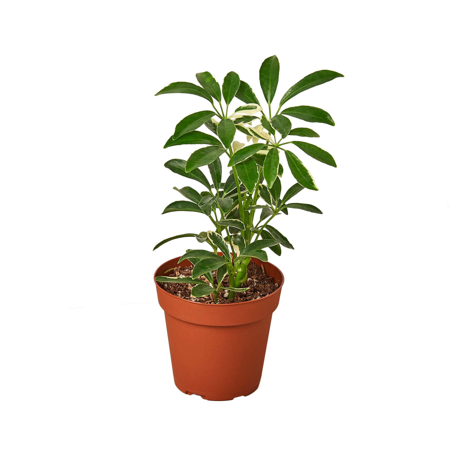 Schefflera Moondrop - the Umbrella Tree - 4-inch pot