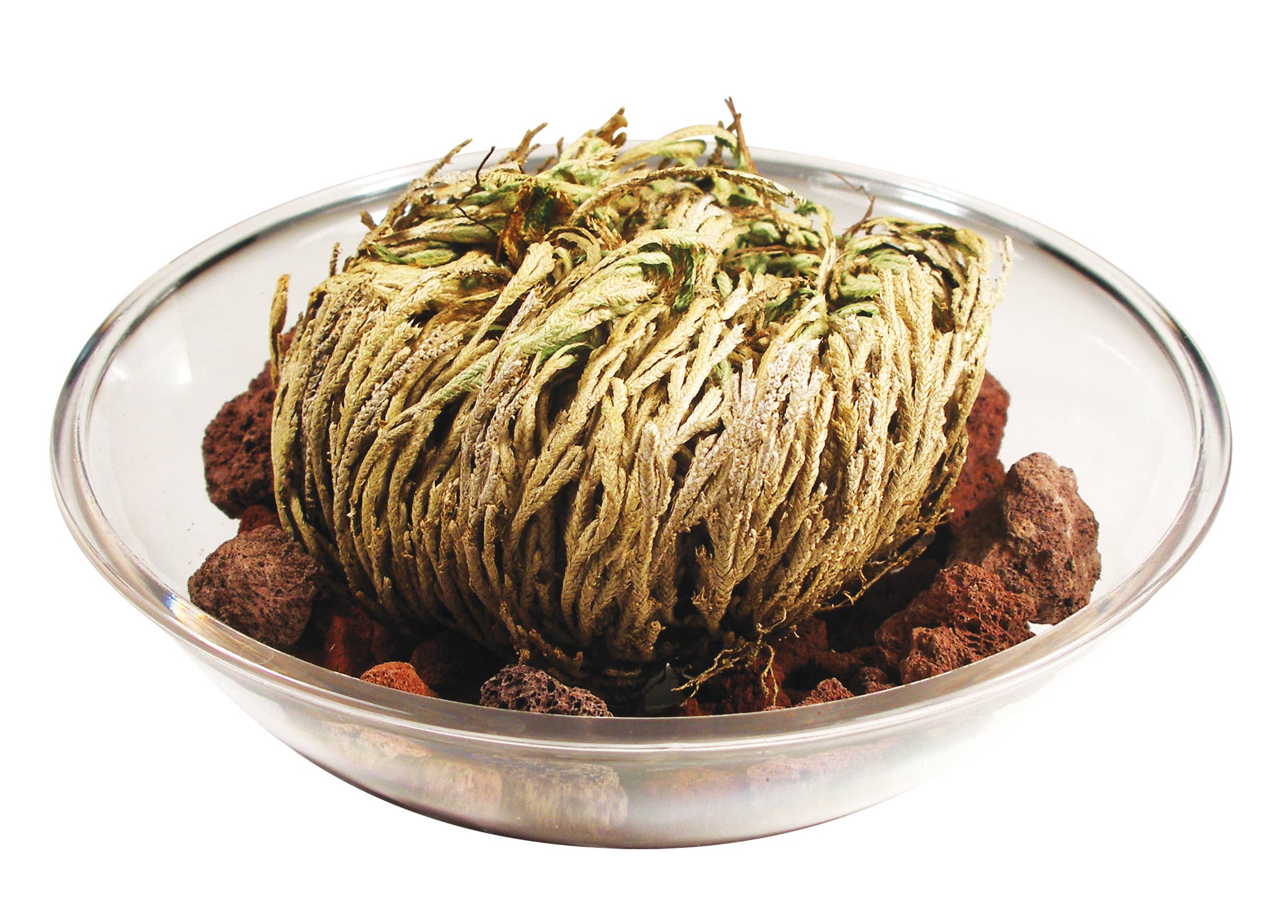 Resurrection Plant