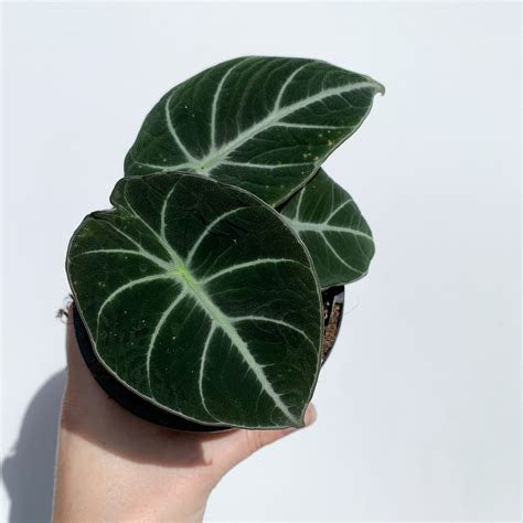 Alocasia reginula 'Black Velvet' - 4” Pot - Stunning black velvet leaves