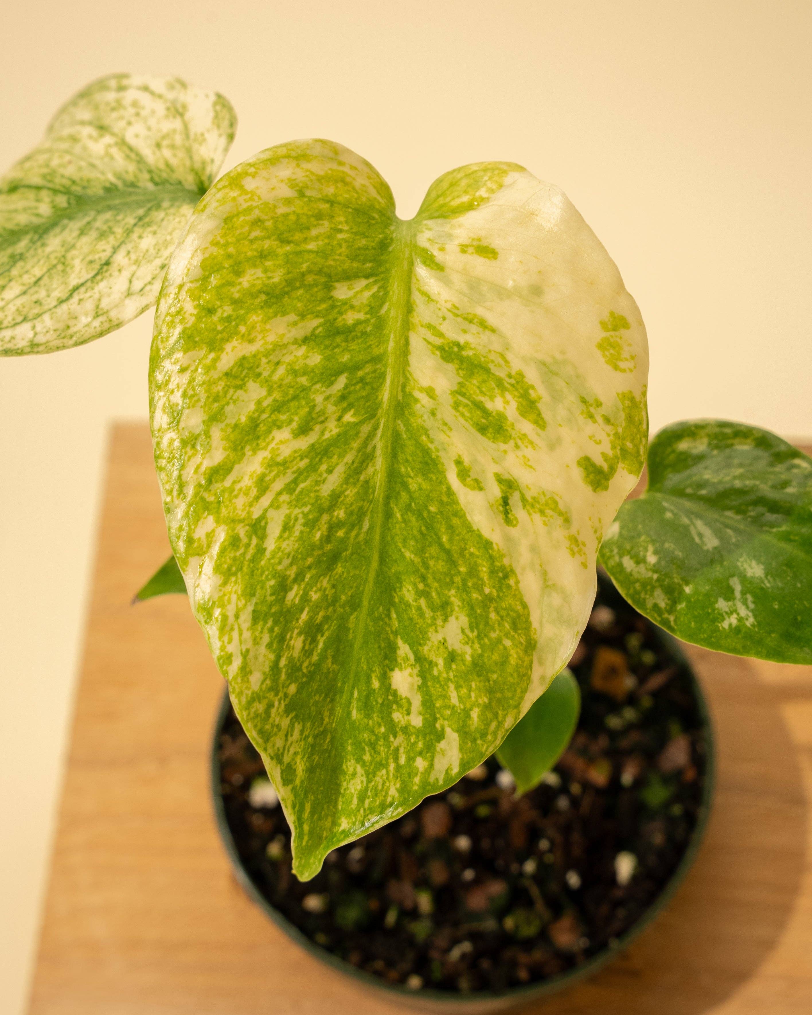 Monstera Mint in 4" Pot - New Leaves Emerging Minty Green