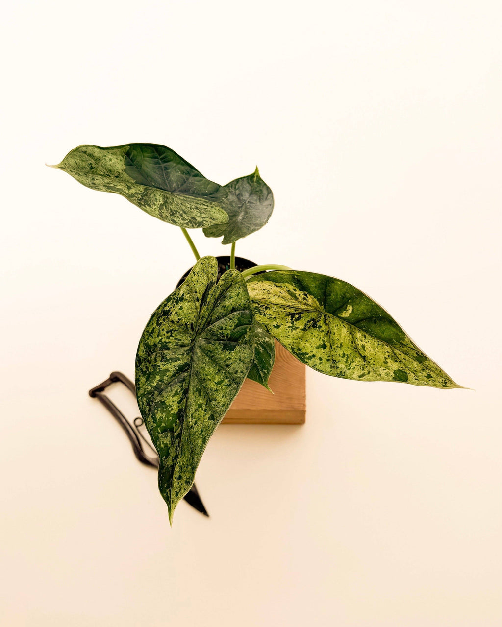 Variegated Alocasia 'Green Dragon Scale Mint' - 4” Pot