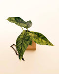 Variegated Alocasia 'Green Dragon Scale Mint' - 4” Pot