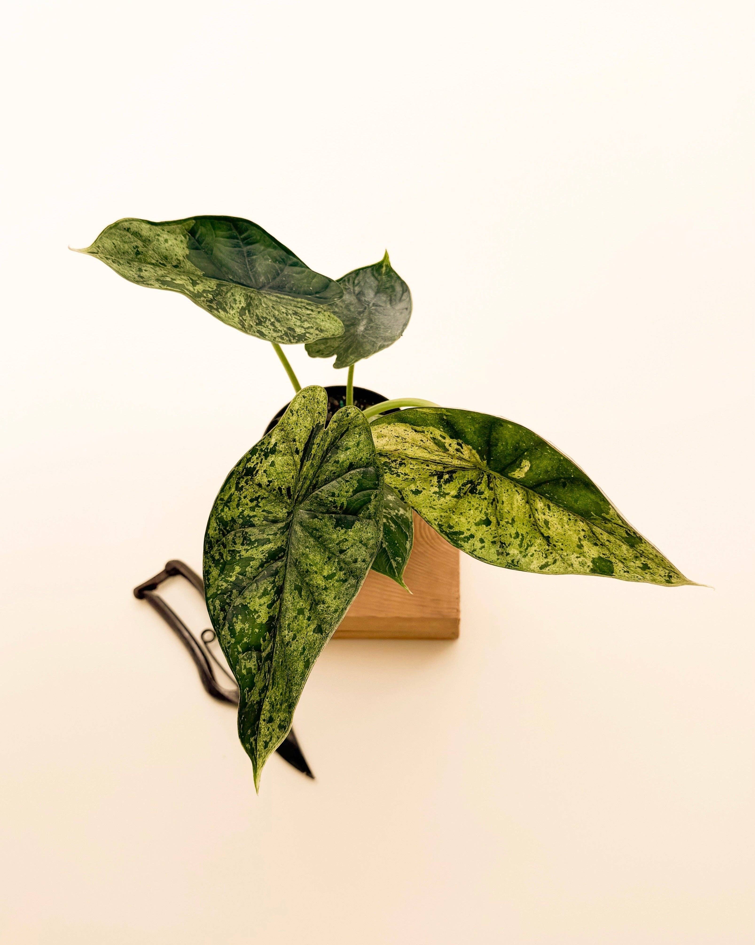 Variegated Alocasia 'Green Dragon Scale Mint' - 4” Pot