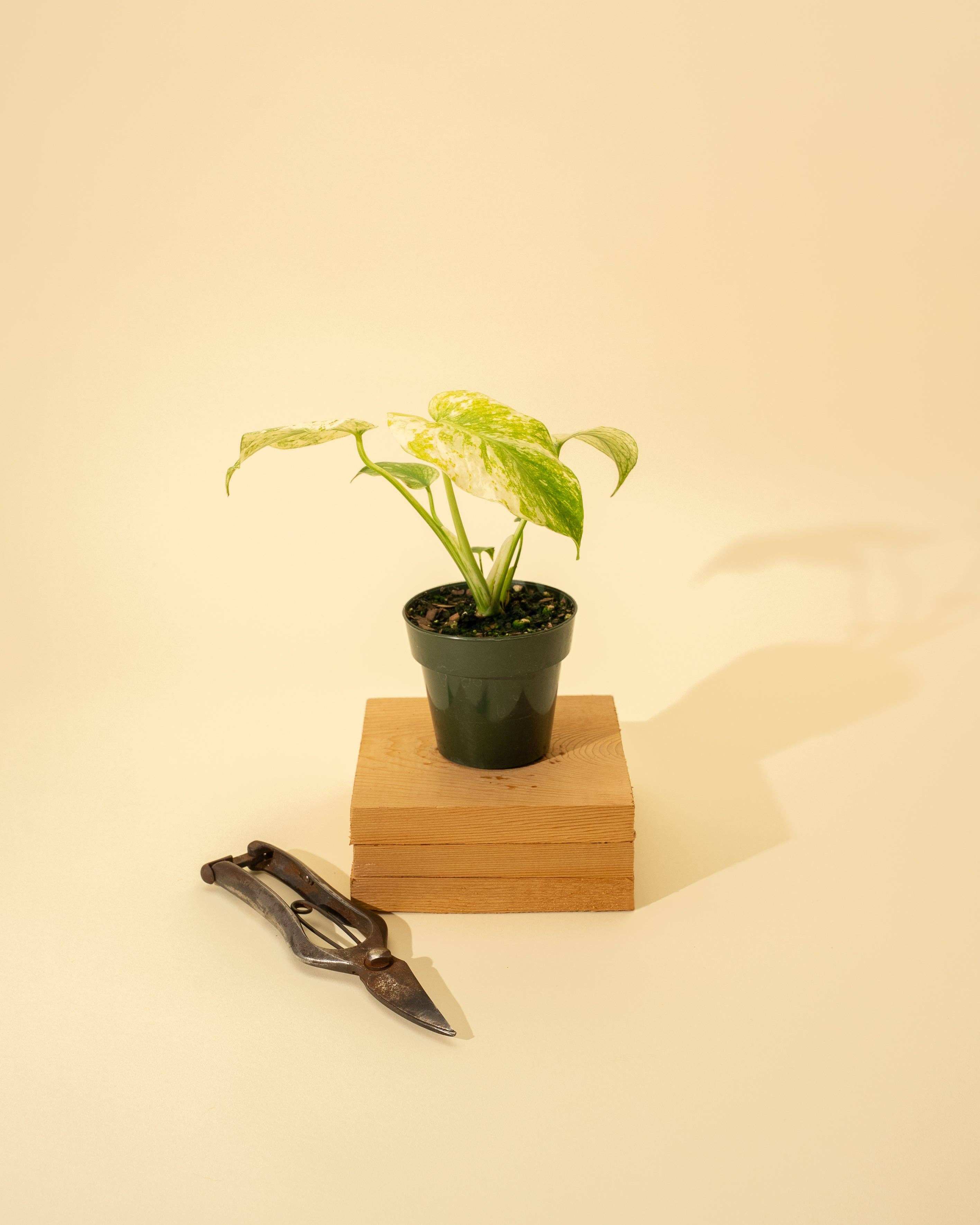 Monstera Mint in 4" Pot - New Leaves Emerging Minty Green