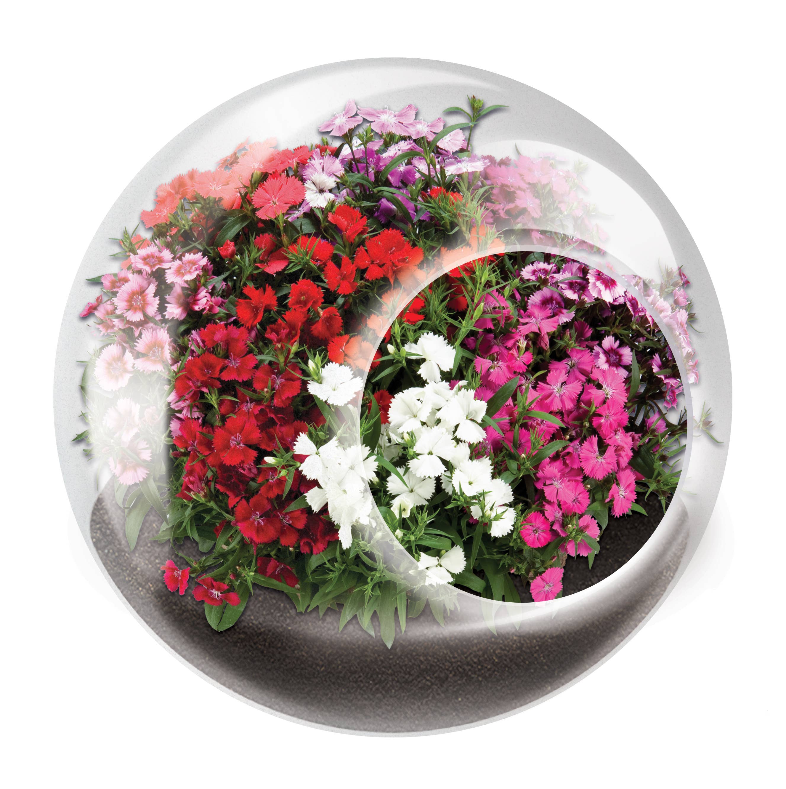 The World's Smallest Terrarium