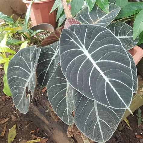 Alocasia reginula 'Black Velvet' - 4” Pot - Stunning black velvet leaves