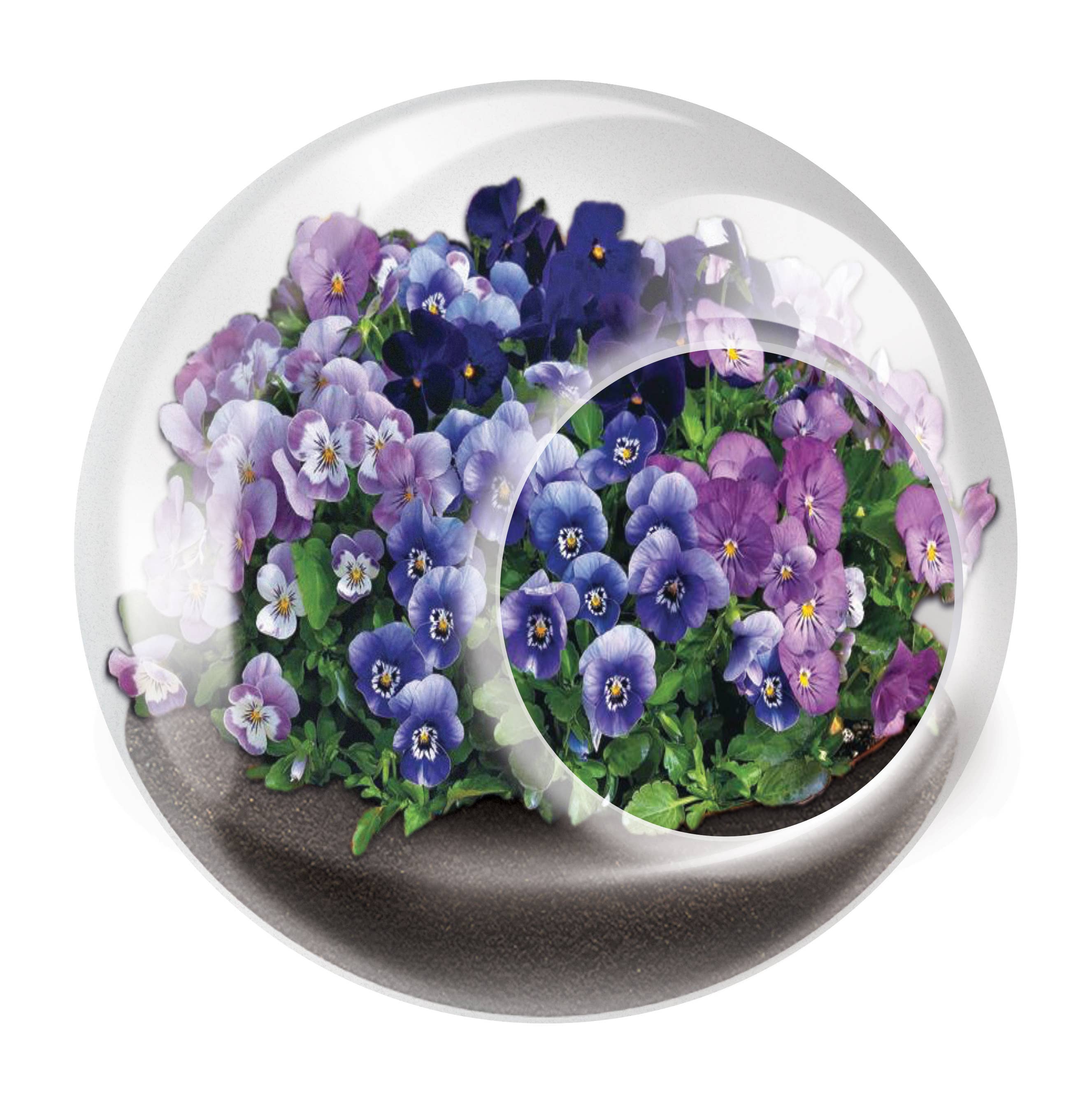 The World's Smallest Terrarium
