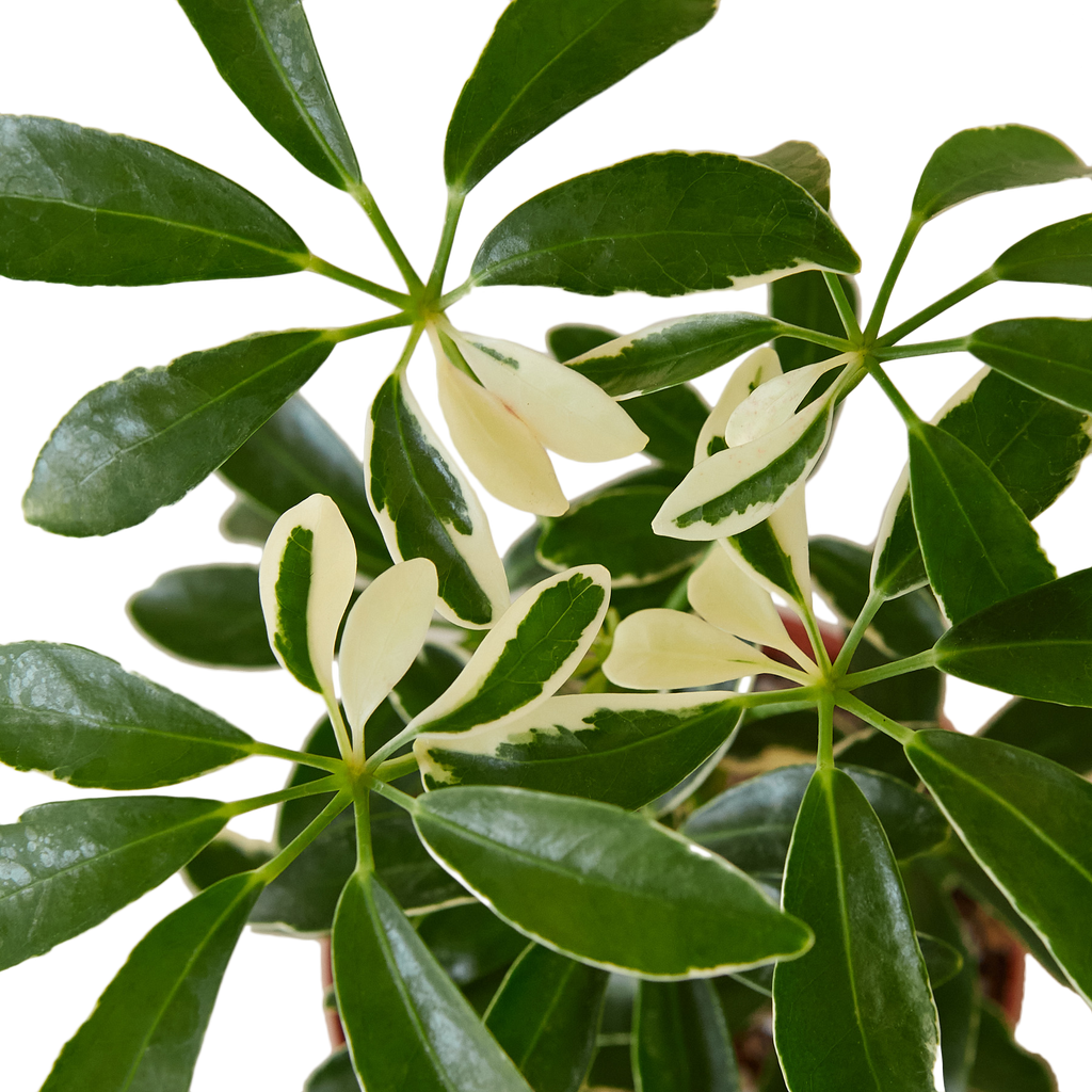 Schefflera Moondrop - the Umbrella Tree - 4-inch pot