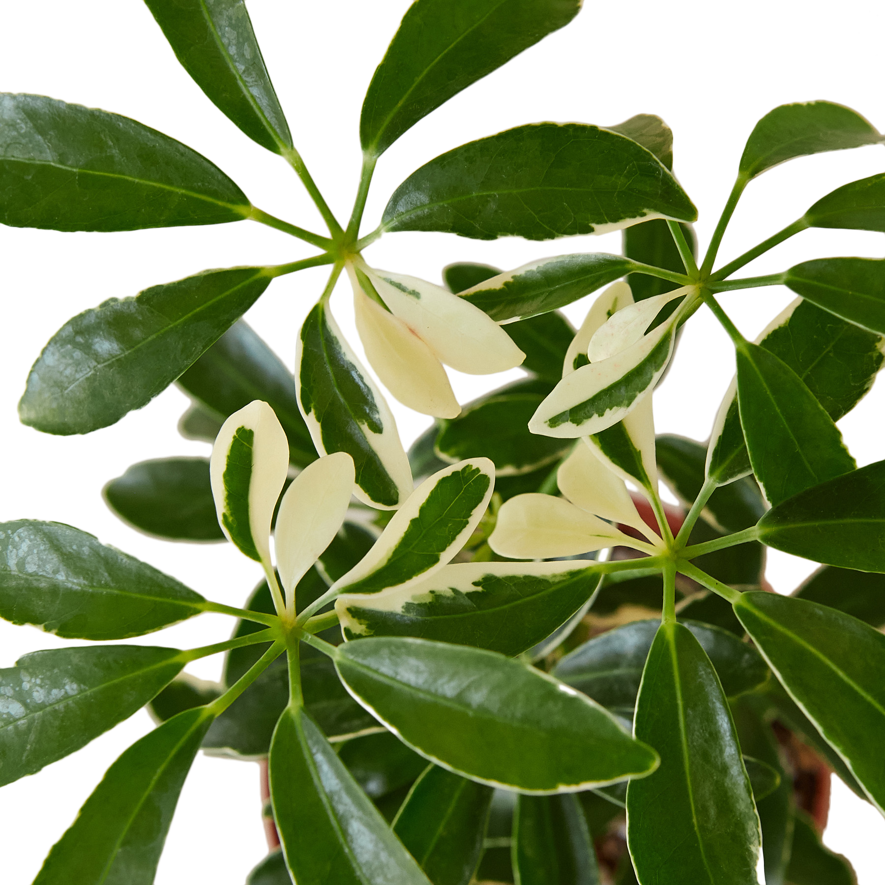 Schefflera Moondrop - the Umbrella Tree - 4-inch pot
