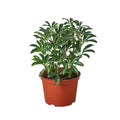 Schefflera Moondrop - the Umbrella Plant -  3-inch pot