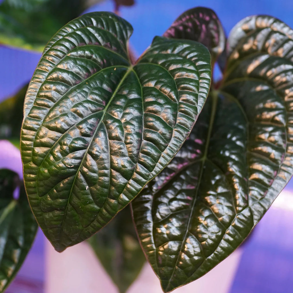Anthurium radicans x luxurians - Exotic Indoor Plant - 4” Pot