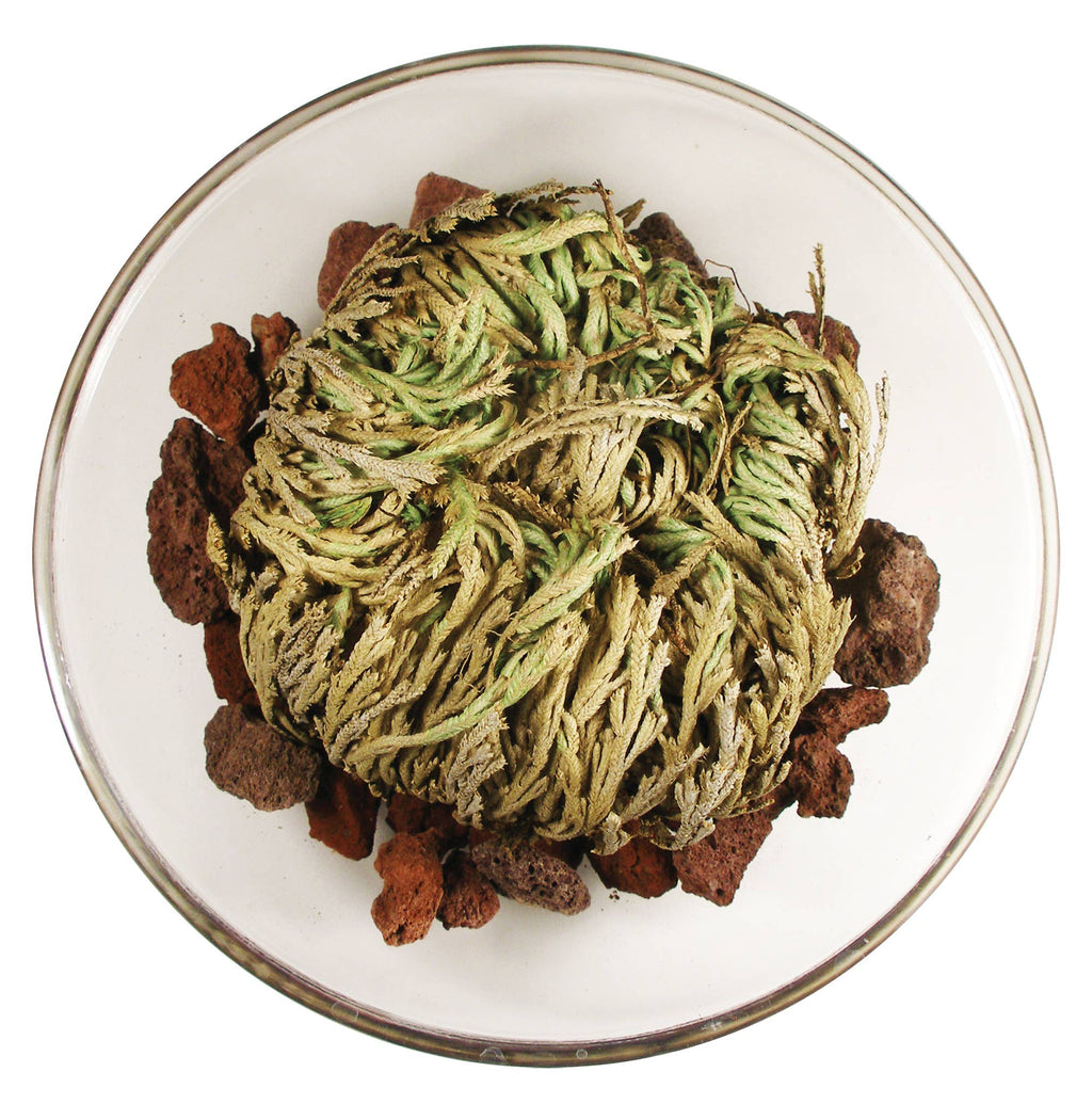 Resurrection Plant