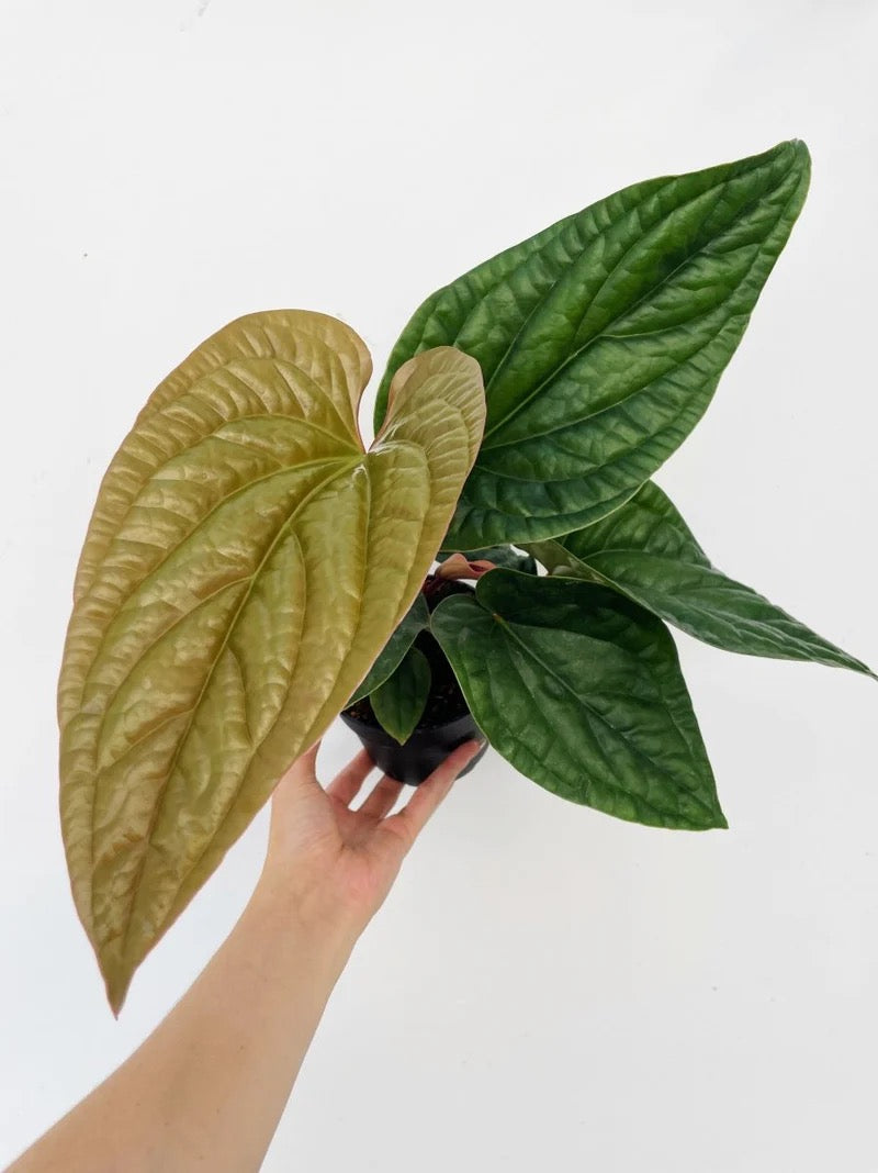 Anthurium radicans x luxurians - Exotic Indoor Plant - 4” Pot