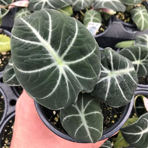 Alocasia reginula 'Black Velvet' - 4” Pot - Stunning black velvet leaves