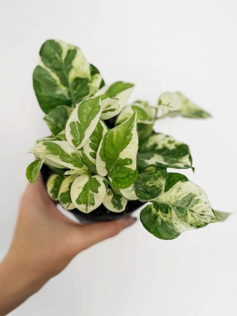 Epipremnum Aureum 'Pearls & Jade’ - 4” Pot