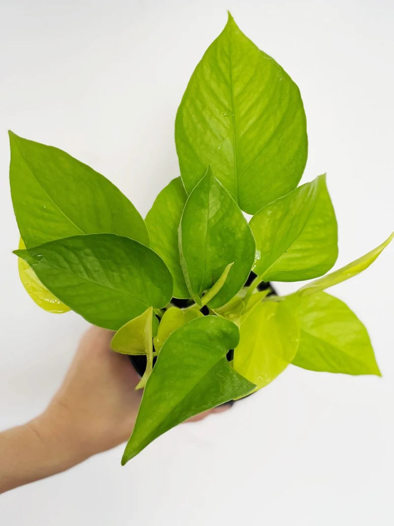 Neon Pothos Plant - 4-Inch Pot - Perfect for Home Decor