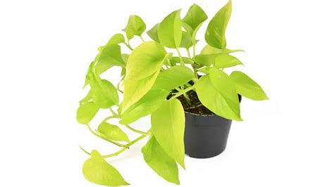 Neon Pothos Plant - 4-Inch Pot - Perfect for Home Decor