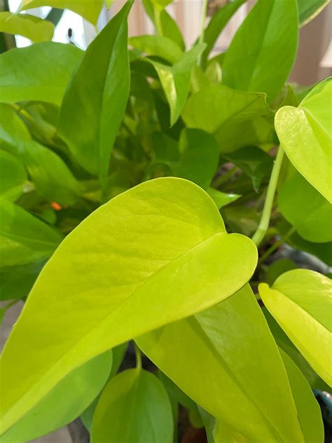 Neon Pothos Plant - 4-Inch Pot - Perfect for Home Decor
