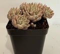 Echeveria Margaret Variegated - Rare Succulent