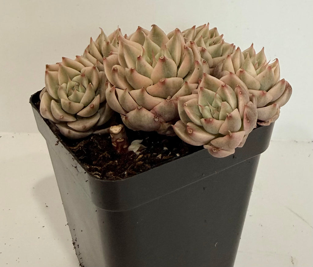 Echeveria Margaret Variegated - Rare Succulent