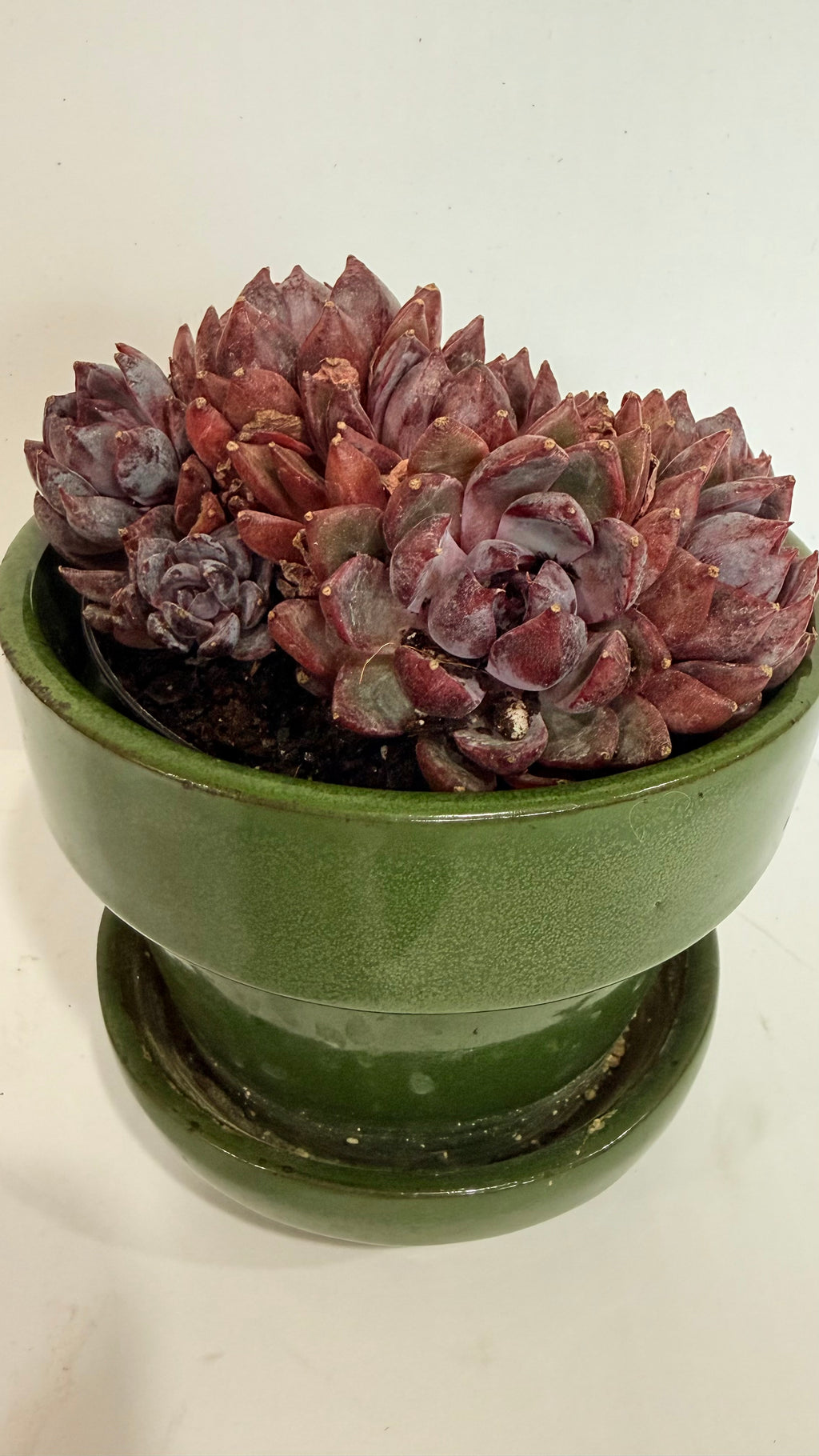 Echeveria Succulent 4"
