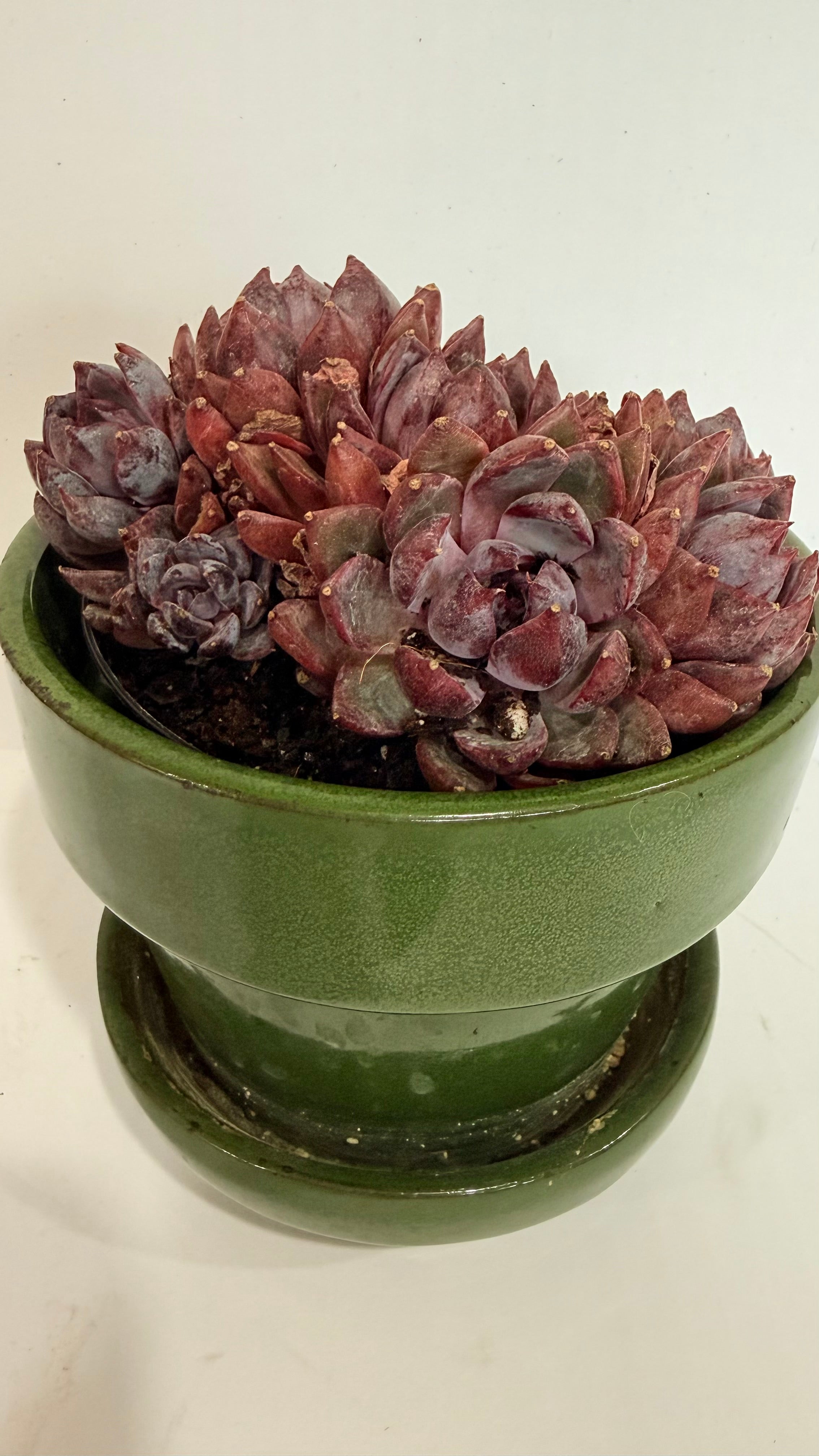 Echeveria Succulent 4"