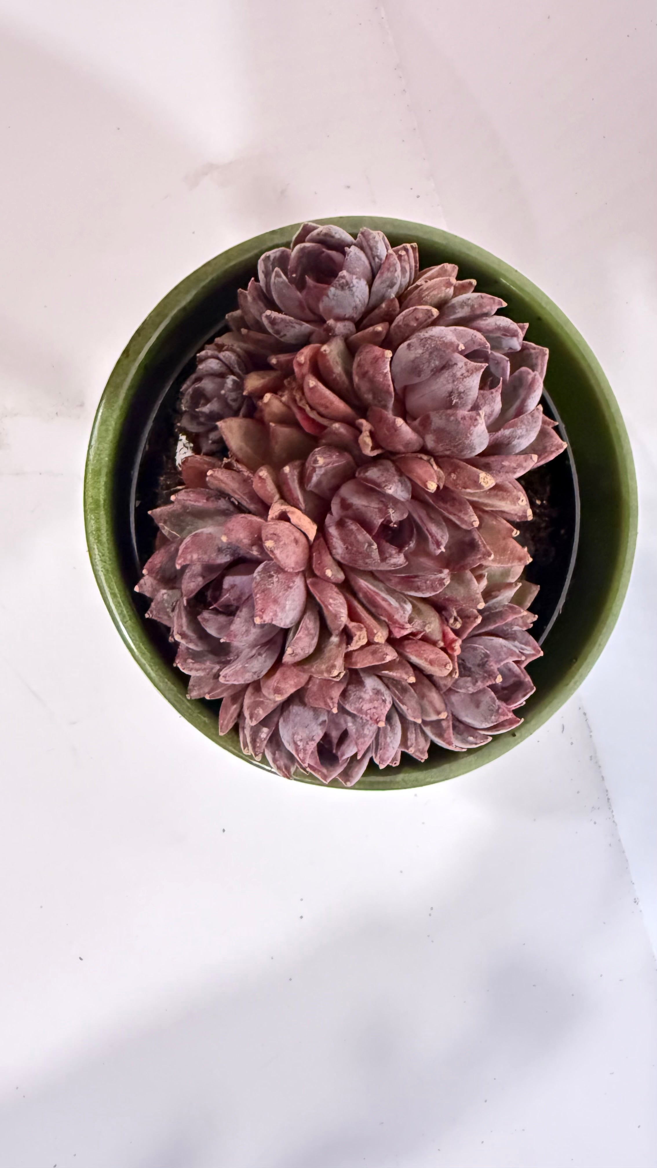 Echeveria Succulent 4"