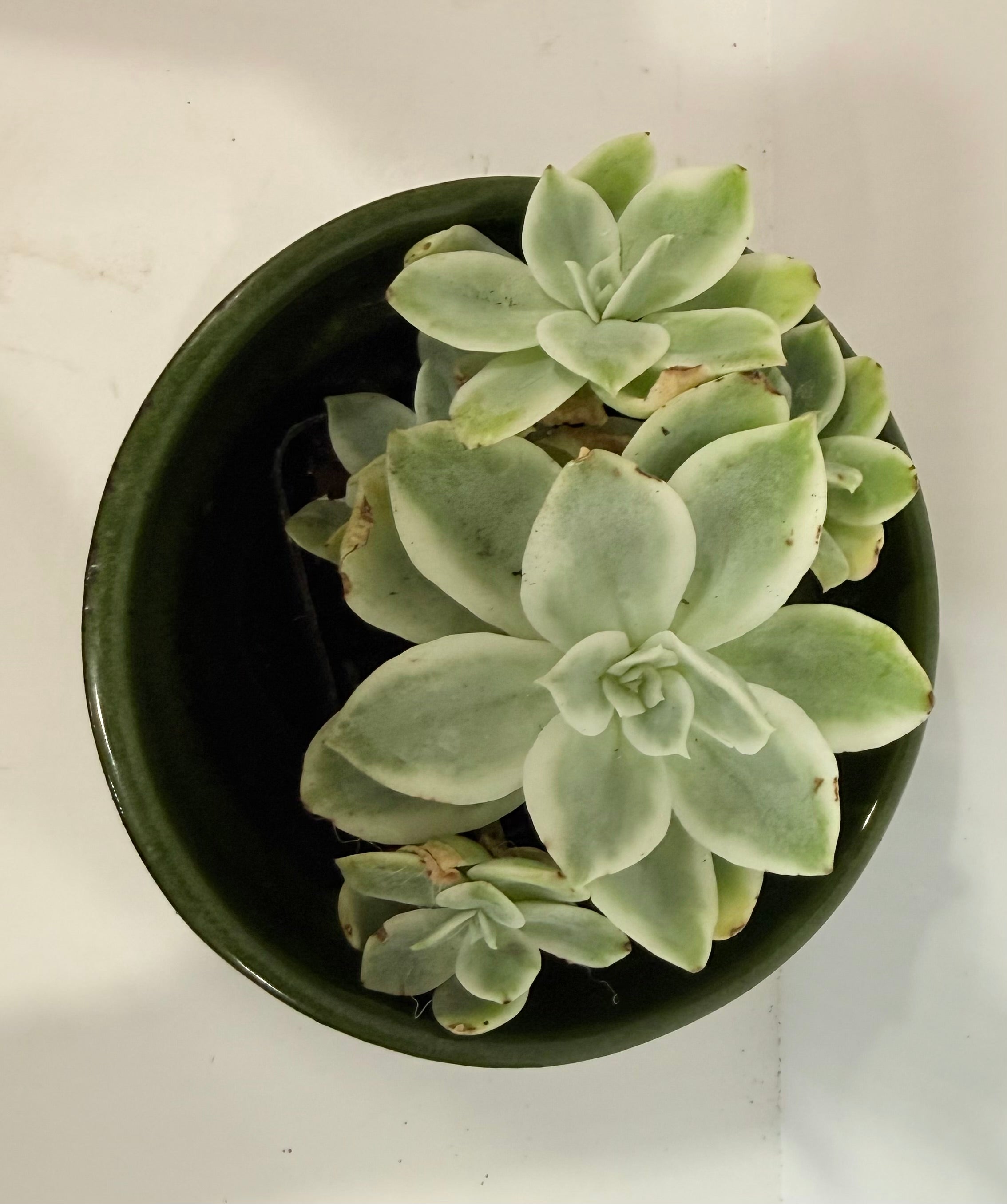 Graptosedum Ghostly