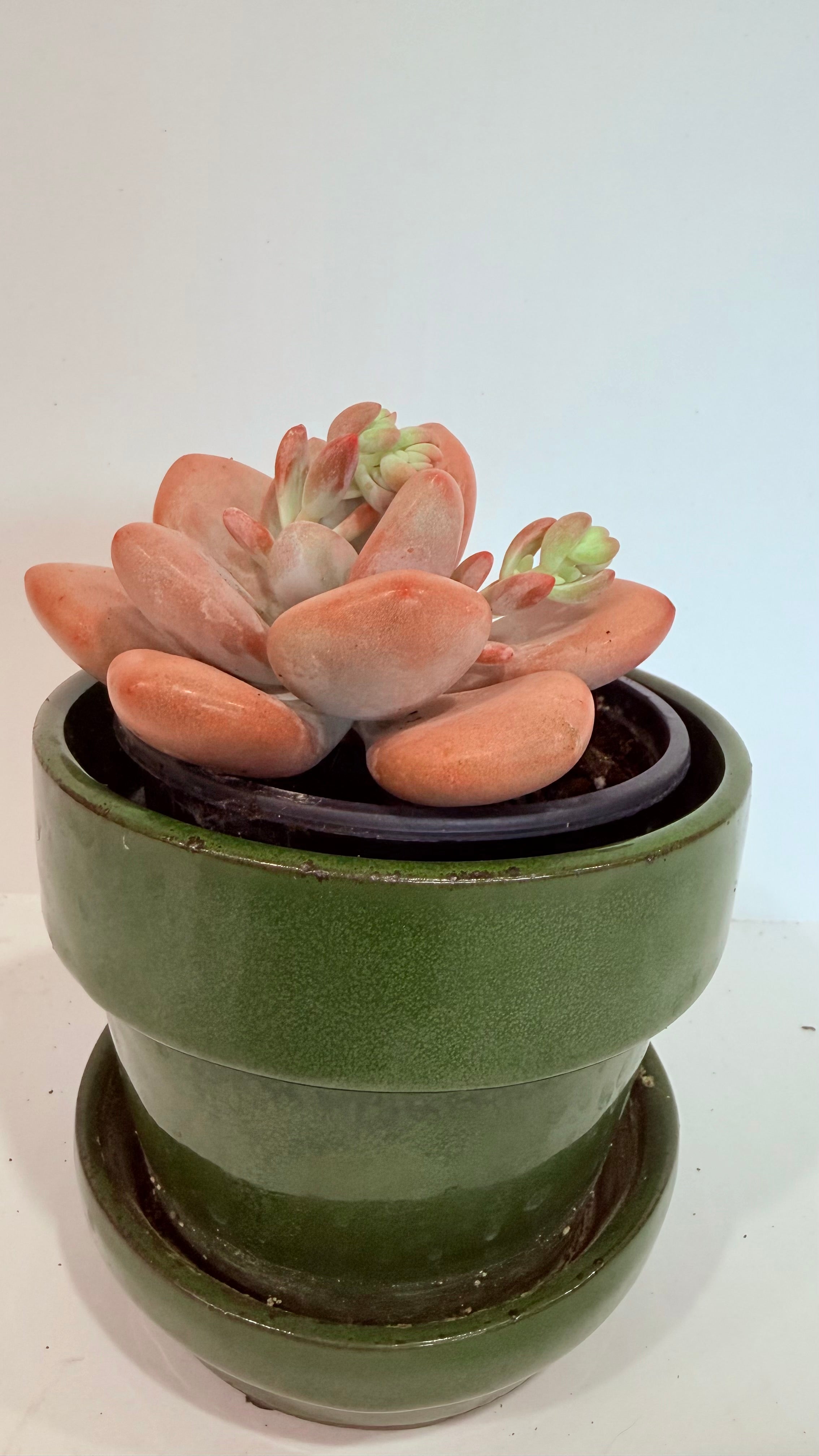 Pachiveria Succulent